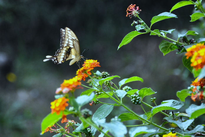 Visitar El Jardín De Marindia Album